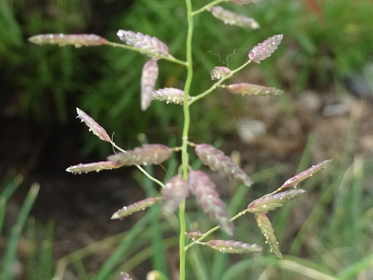 Eragrostis minor (Poaceae)